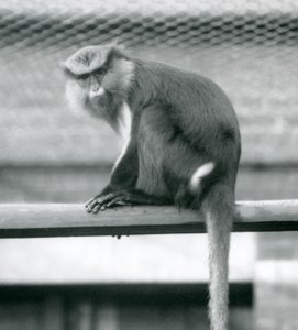 Mona Monkey siedząca na poziomym słupie w swoim wybiegu w londyńskim zoo we wrześniu 1925 r. autorstwa Frederick William Bond