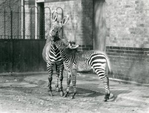 Zebra górska i jej źrebię w londyńskim zoo w 1929 roku (zdjęcie czarno-białe) autorstwa Frederick William Bond
