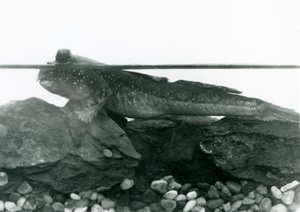 Poskoczek mułowy, spoczywający na zatopionych skałach, z oczami nad wodą, londyńskie zoo autorstwa Frederick William Bond