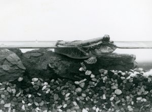 Poskoczek mułowy, spoczywający na zatopionych skałach, z oczami nad wodą, londyńskie zoo autorstwa Frederick William Bond