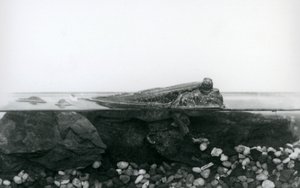 Poskoczek mułowy, spoczywający na zatopionych skałach, z górną częścią ciała nad wodą, londyńskie zoo autorstwa Frederick William Bond