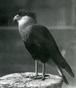 Karakara czubata północna w londyńskim zoo, przed 1930 r autorstwa Frederick William Bond