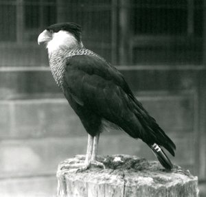 Karakara północna stojąca na pniu w londyńskim zoo, wrzesień 1925 r. autorstwa Frederick William Bond