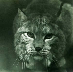 Ryś północny, londyńskie zoo, luty 1925 autorstwa Frederick William Bond