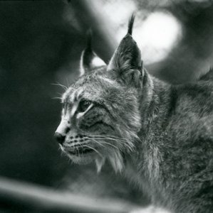 Ryś północny w londyńskim zoo, lipiec 1925 autorstwa Frederick William Bond