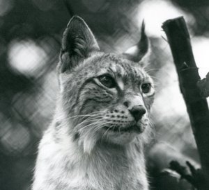Ryś północny w londyńskim zoo, lipiec 1925 autorstwa Frederick William Bond