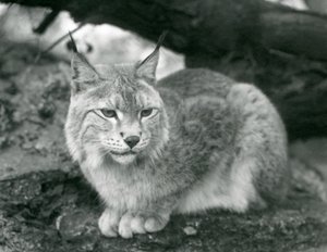 Ryś północny siedzący na skale, londyńskie zoo, październik 1925 autorstwa Frederick William Bond
