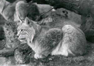 Ryś północny siedzący na skale, londyńskie zoo, październik 1925 autorstwa Frederick William Bond