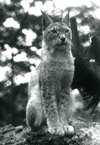 Ryś północny siedzący w londyńskim zoo, lipiec 1925 autorstwa Frederick William Bond