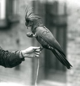 PalmGoliathWielka czarna kakadu trzymająca się jedną nogą na palcu opiekuna i trzymająca smakołyk w kształcie jajka w drugim londyńskim zoo, wrzesień 1927 r. autorstwa Frederick William Bond