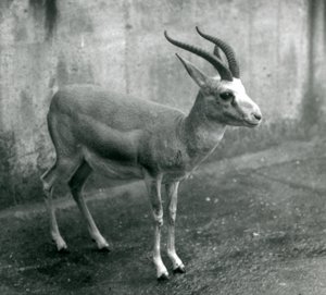 Gazela perska, wola lub czarnoogoniasta w londyńskim zoo, sierpień 1927 autorstwa Frederick William Bond