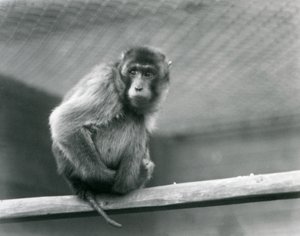 Makak pigtail siedzący na okonie w swoim wybiegu w londyńskim zoo (zdjęcie czarno-białe) autorstwa Frederick William Bond