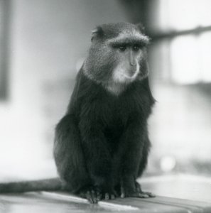 Małpa pluton lub niebieska małpa siedząca na ławce, londyńskie zoo autorstwa Frederick William Bond