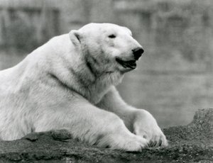 Niedźwiedź polarny odpoczywający na skalnej półce w londyńskim zoo w 1931 r. (zdjęcie czarno-białe) autorstwa Frederick William Bond