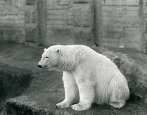 Niedźwiedź polarny siedzący na skalnej półce w londyńskim zoo we wrześniu 1927 r. autorstwa Frederick William Bond