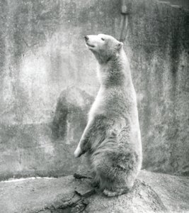 Niedźwiedź polarny siedzący na zadzie w londyńskim zoo w 1929 roku (zdjęcie czarno-białe) autorstwa Frederick William Bond