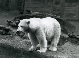 Niedźwiedź polarny stojący na skraju wybiegu u podstawy tarasów Mappin, londyńskie zoo, wrzesień 1928 (zdjęcie czarno-białe) autorstwa Frederick William Bond