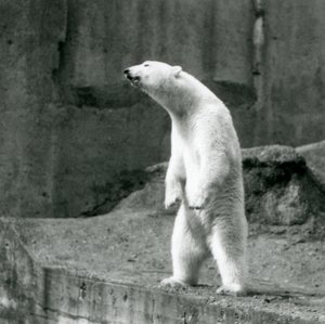 Niedźwiedź polarny stojący wysoko, na tylnych łapach, na skraju wybiegu na tarasach Mappin w londyńskim zoo