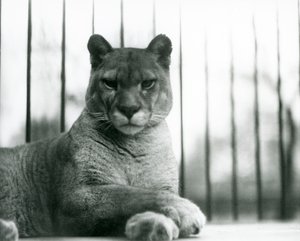 Puma/Cougar/Mountain Lion/Catamount odpoczywająca w londyńskim zoo w 1931 r. (zdjęcie czarno-białe) autorstwa Frederick William Bond