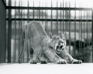Puma Cougar Mountain Lion ziewa i przeciąga się w londyńskim zoo w czerwcu 1925 r autorstwa Frederick William Bond