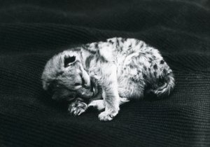 Młody puma w londyńskim zoo autorstwa Frederick William Bond
