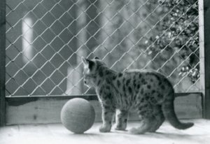 Kotek Puma, z piłką, wyglądający przez wybieg, londyńskie zoo, 1923 autorstwa Frederick William Bond