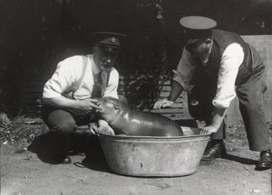 Hipopotam karłowaty podczas kąpieli w ZSL London Zoo, sierpień 1928 autorstwa Frederick William Bond