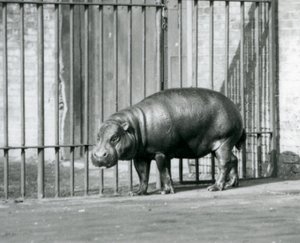 Hipopotam pigmejski w londyńskim zoo w 1927 roku autorstwa Frederick William Bond