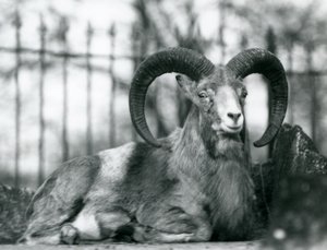 Baran siedzący w londyńskim zoo, 1925 autorstwa Frederick William Bond
