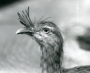 Seriema czerwononoga w londyńskim zoo w 1929 roku (zdjęcie czarno-białe) autorstwa Frederick William Bond