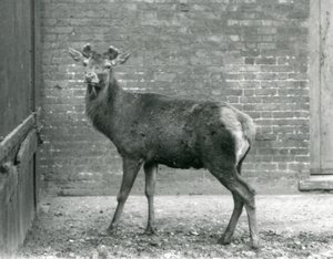 Jeleń szlachetny z pączkującym porożem, londyńskie zoo, sierpień 1928 (zdjęcie czarno-białe) autorstwa Frederick William Bond