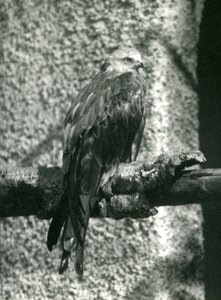 Kania ruda przysiadła na gałęzi w londyńskim zoo w 1924 r autorstwa Frederick William Bond
