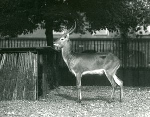 Czerwony Lechwe w londyńskim zoo, lipiec 1924 autorstwa Frederick William Bond