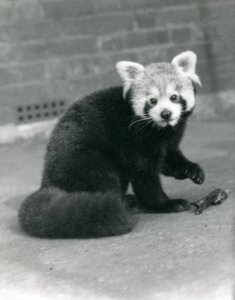 Czerwona panda siedząca w londyńskim zoo, 1917. autorstwa Frederick William Bond