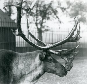 Jeleń reniferowy zrzucający aksamit z poroża, londyńskie zoo autorstwa Frederick William Bond