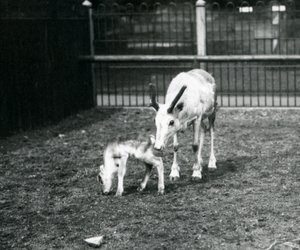 Renifer z cielęciem w londyńskim zoo, marzec 1914 autorstwa Frederick William Bond