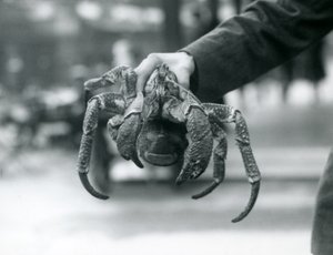 Krab rabuś lub krab kokosowy przetrzymywany przez opiekuna w londyńskim zoo, lipiec 1927 r. autorstwa Frederick William Bond