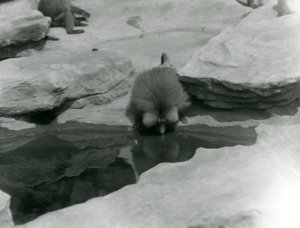 Święty Pawian pijący z basenu wśród skał „Monkey Hill”, londyńskie zoo autorstwa Frederick William Bond