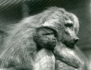 Święty pawian z młodymi w londyńskim zoo, lipiec 1924 autorstwa Frederick William Bond