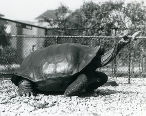 Saddleback, Galapagos Tortoise karmiony bananem na patyku (zdjęcie czarno-białe) autorstwa Frederick William Bond