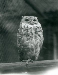 Puchacz faraona Savingys odpoczywający na gałęzi w londyńskim zoo, wrzesień 1925 autorstwa Frederick William Bond