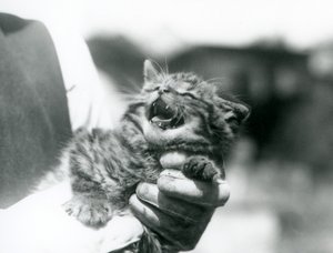 Szkocki kociak Wildcat trzymany w rękach swojego opiekuna, London Zoo autorstwa Frederick William Bond