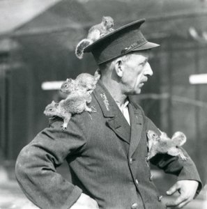 Bramkarz drugiej klasy z czterema młodymi wiewiórkami szarymi wspinającymi się na swój mundurowy kapelusz i kurtkę, londyńskie zoo autorstwa Frederick William Bond