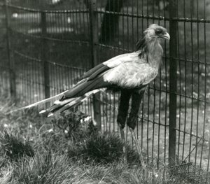 Ptak sekretarz w londyńskim zoo we wrześniu 1923 r. autorstwa Frederick William Bond