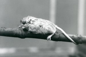 Shaws Jird wspinający się po gałęzi w londyńskim zoo w 1927 roku. autorstwa Frederick William Bond