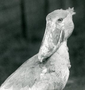 Bocian butodzioby, londyńskie zoo, lipiec 1926 autorstwa Frederick William Bond