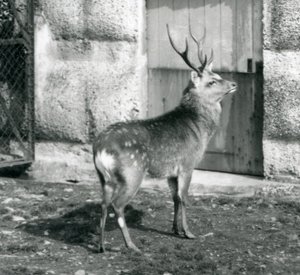 SikaJapaneseSpotted Jeleń stojący na swoim wybiegu w londyńskim zoo, sierpień 1927 r. autorstwa Frederick William Bond