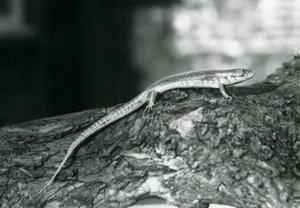 Skink odpoczywający na kłodzie w londyńskim zoo w 1929 r. (zdjęcie czarno-białe) autorstwa Frederick William Bond