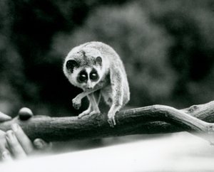 Slender Loris spoglądająca w dół z gałęzi trzymanej w rękach opiekunów, londyńskie zoo, sierpień 1926 autorstwa Frederick William Bond