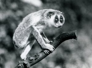 Smukły Loris chodzący po gałęzi, londyńskie zoo, sierpień 1926 r. autorstwa Frederick William Bond